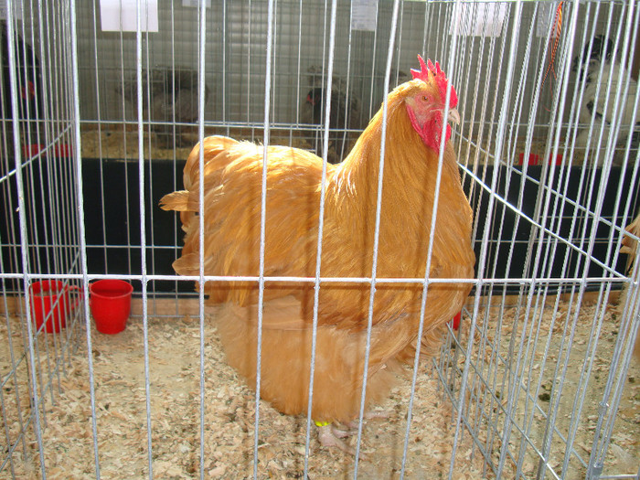 DSC09708