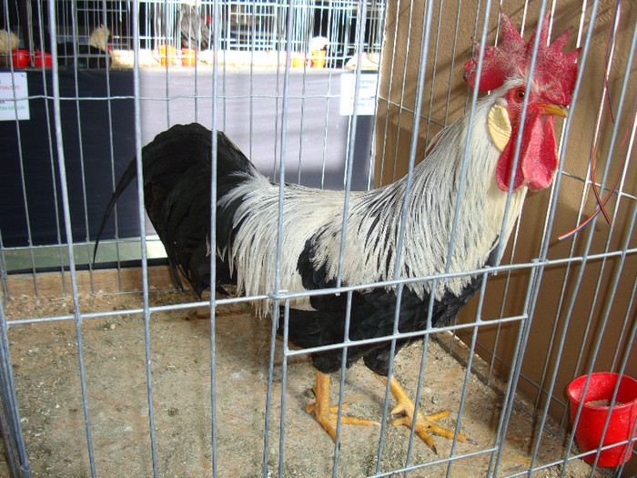 DSC09710
