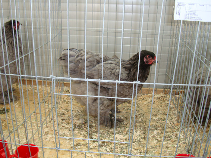 DSC09735