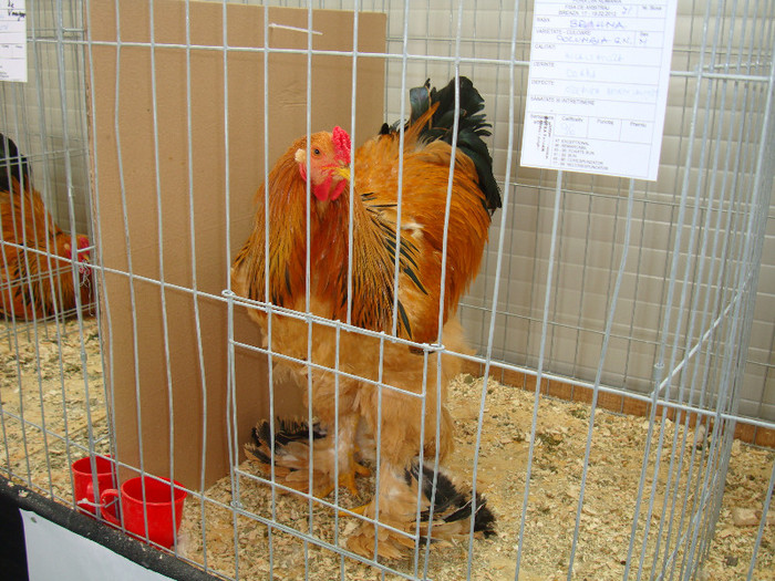 DSC09736