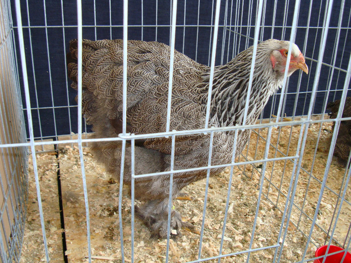 DSC09745