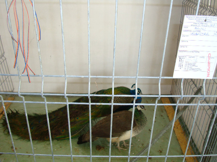 DSC09754