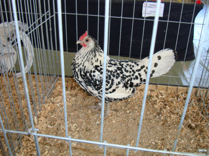 DSC09770