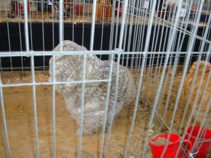 DSC09785