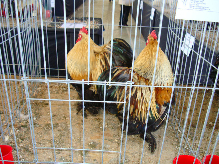 DSC09800