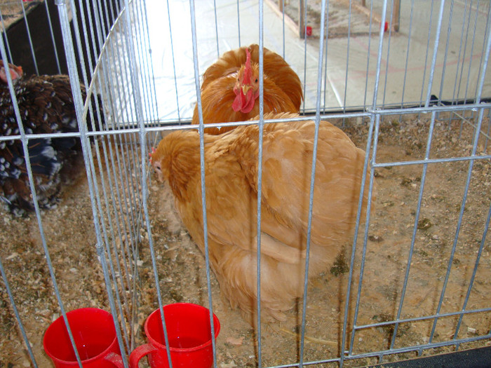 DSC09810