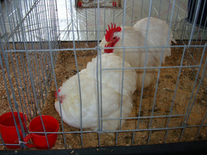 DSC09814