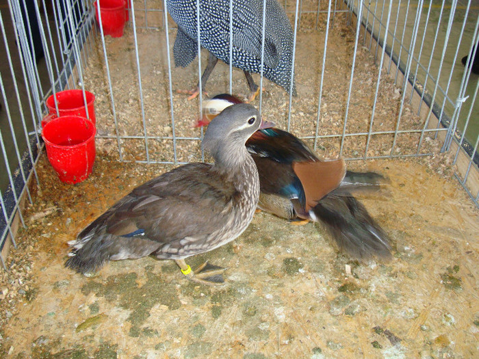 DSC09822