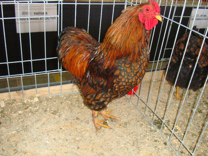 DSC09828 - u EXPOZITIA BREAZA MARTIE 2012