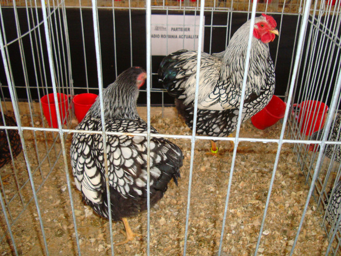DSC09830 - u EXPOZITIA BREAZA MARTIE 2012