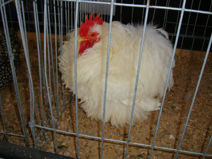 DSC09831 - u EXPOZITIA BREAZA MARTIE 2012