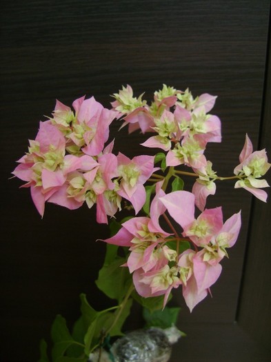 Pagoda Pink 04.03.2012 - Bougainvillea