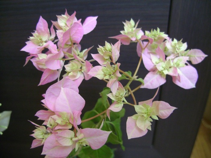 Pagoda Pink 04.03.2012 - Bougainvillea