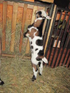 iezi la 10 euro kg-viu in austria