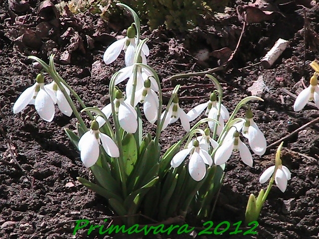 un buchet de primavara - Ghiocei -2012