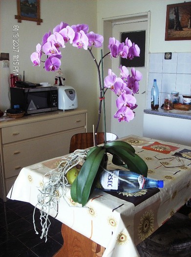 sunt....4.03.2012 - orhidee 2012