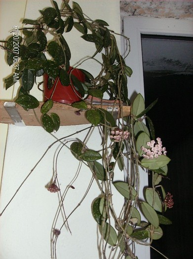 HPIM1646 - hoya carnosa 2012