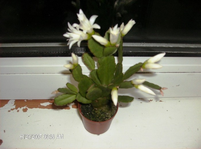infloresc! 4.03.2012 - rhipsalidopsis- cactusul pastelui