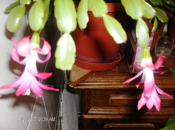 HPIM1653 - schlumbergera 2011_2012
