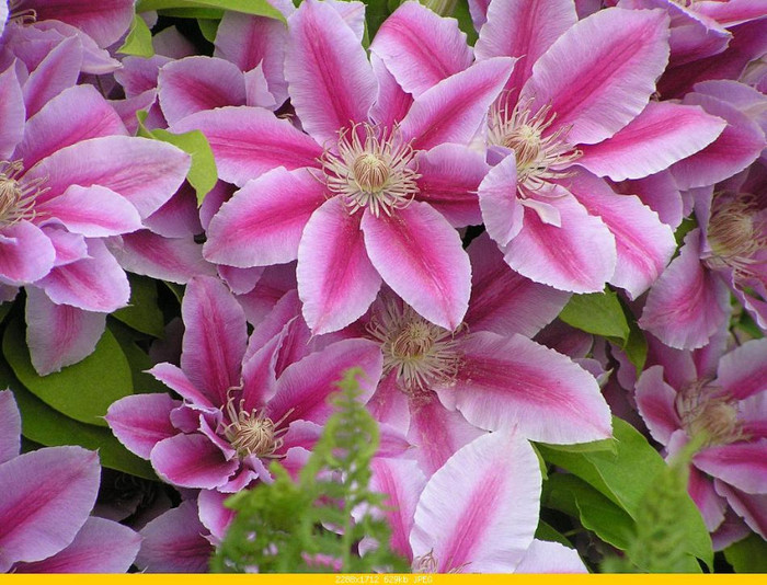 clematis_