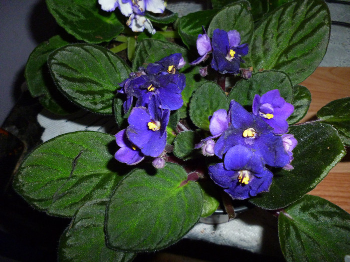 P1000102 - flori iarna 2011-2012