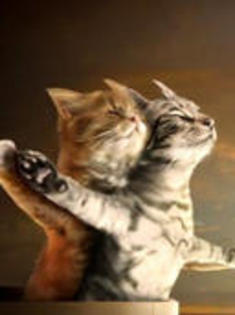 titanic-cats-339