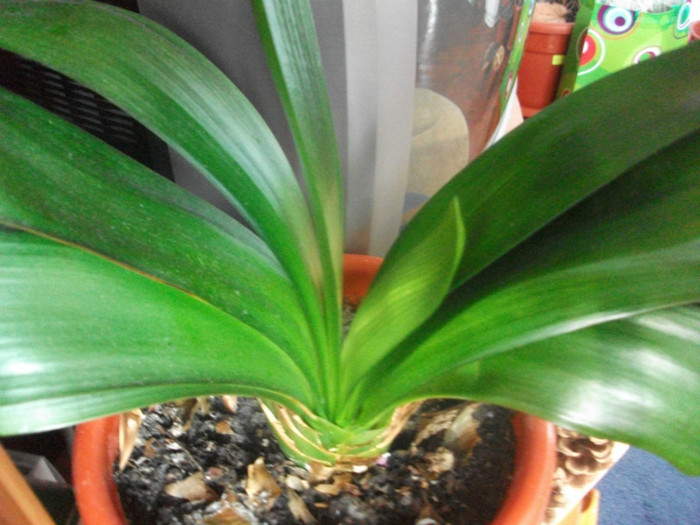 5.03.2012 - clivia