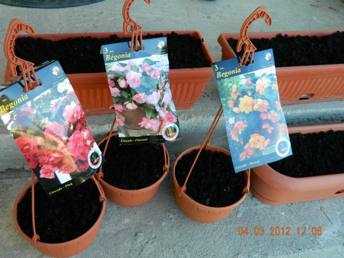 si begoniile-s la locul lor...