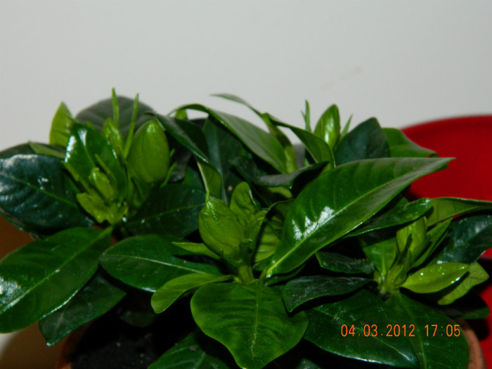 am achizitionat si-o gardenie...