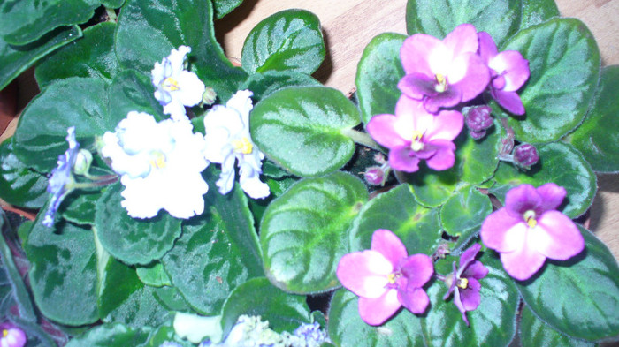 P1030336 - violete de parma de vanzare cadou de 8 martie