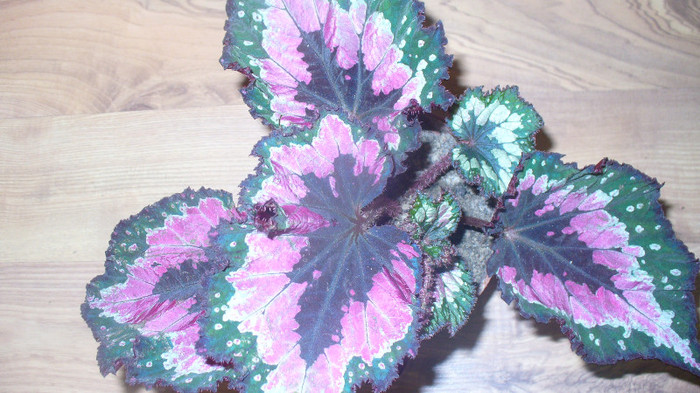 P1030229 - begonia rex de vanzare