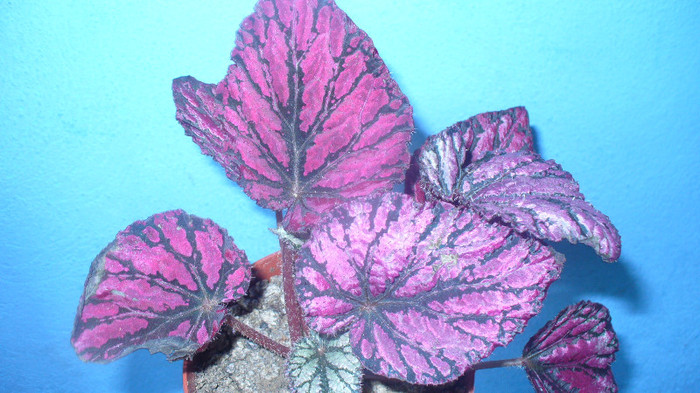 P1030242 - begonia rex de vanzare