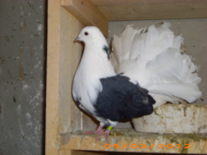 IMG_2383 F 2008 BULGARIA