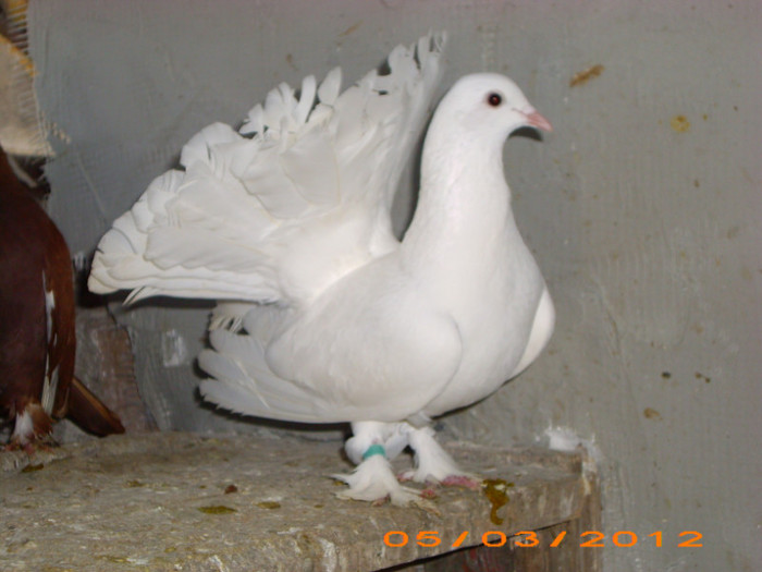 IMG_2394 F UNGARIA 2011