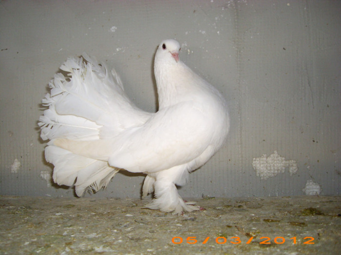 IMG_2422 MAMA UNGUROAICEI 2010