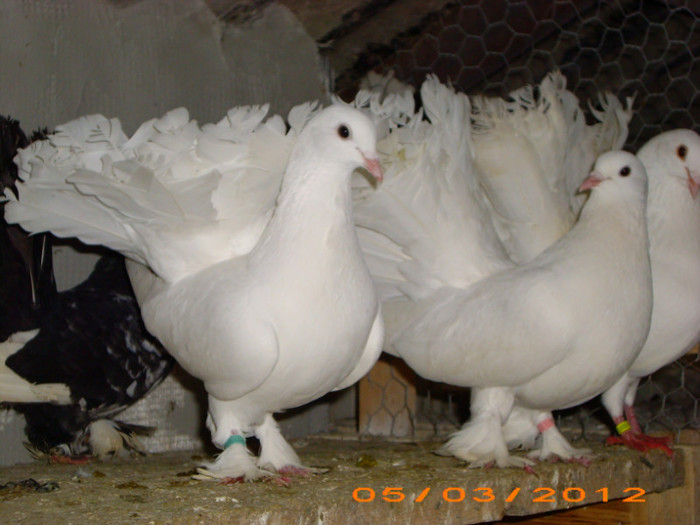 IMG_2425 F 2011 F2010