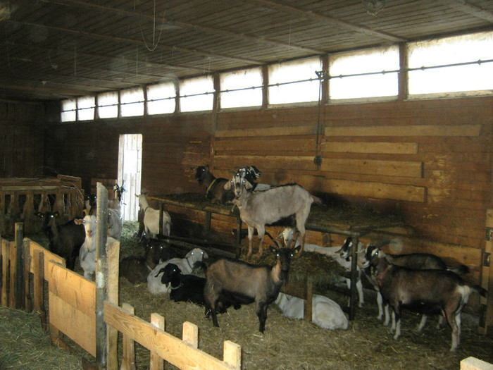 diferite rase de capra - Prechtl Ziegen Farm   Capre