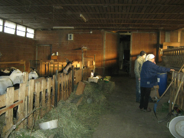 ferma - Prechtl Ziegen Farm   Capre