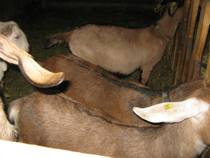 caprele gestante - Prechtl Ziegen Farm   Capre