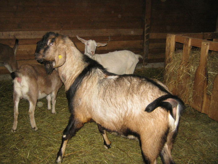 tapul cu caprele - Prechtl Ziegen Farm   Capre
