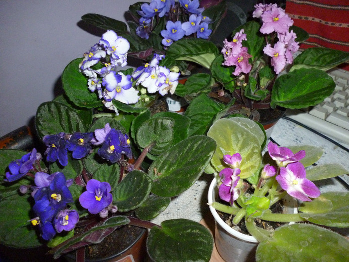 P1000105 - flori iarna 2011-2012