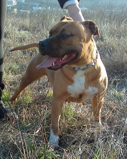 CORA - PITBULL-paznicii casei