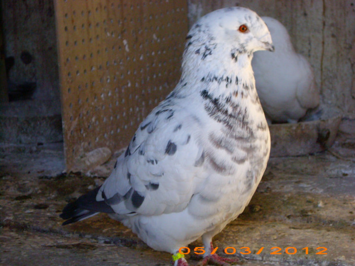 IMG_2356 M 2011