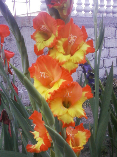 Fotografii-0061 - Gladiole 2011