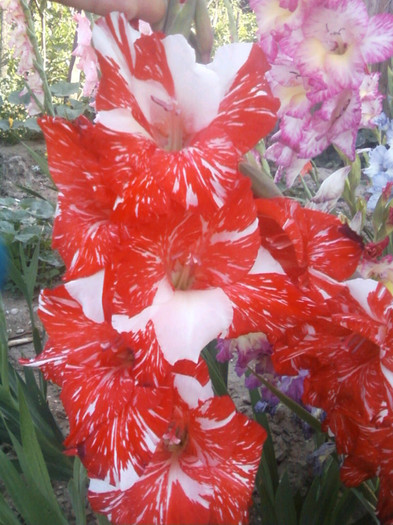 Fotografii-0062 - Gladiole 2011