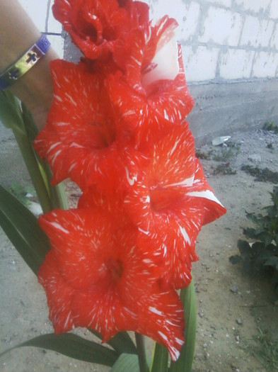 Fotografii-0055 - Gladiole 2011