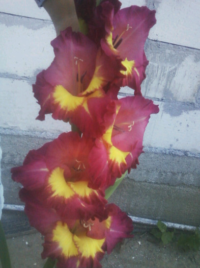 Fotografii-0056 - Gladiole 2011