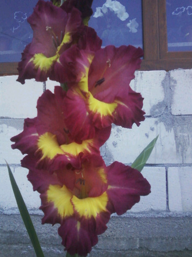 Fotografii-0049 - Gladiole 2011