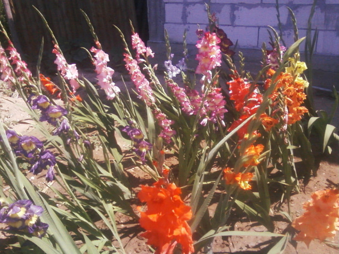 Fotografii-0057 - Gladiole 2011