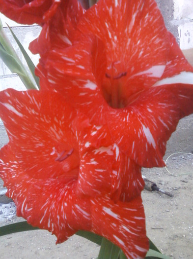 Fotografii-0047 - Gladiole 2011